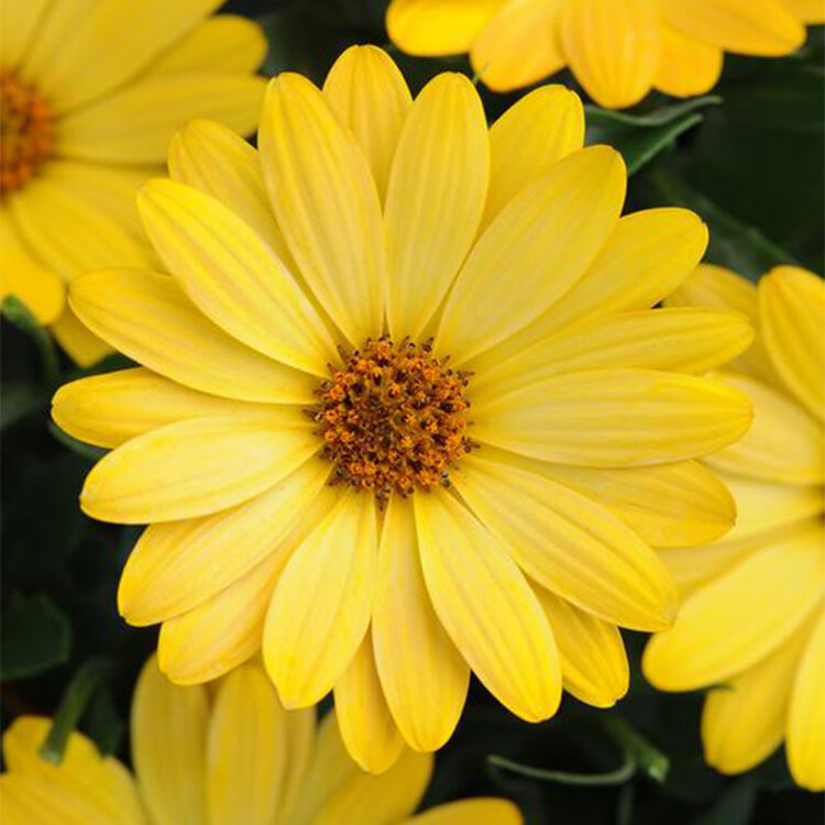 Osteospermum ecklonis 'Serenity™ Deep Yellow'