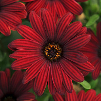 Osteospermum ecklonis 'Serenity™ Red'