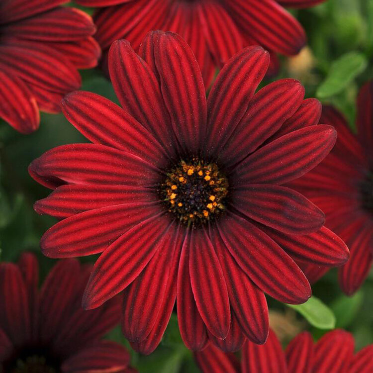 Osteospermum ecklonis 'Serenity™ Red'