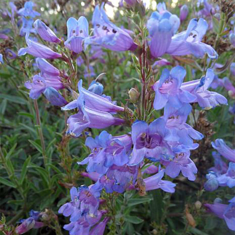 Penstemon 'Catherine de la Mare'