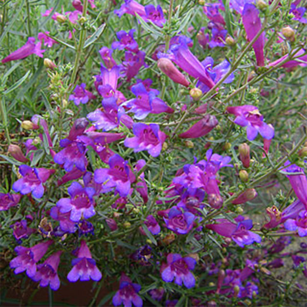 Penstemon 'Margarita BOP' Evergreen Nursery