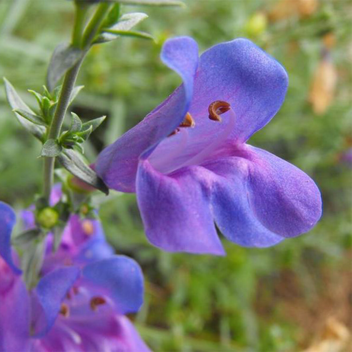 Penstemon 'Margarita BOP' Evergreen Nursery