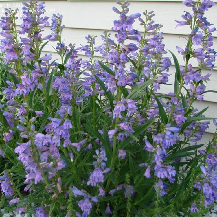 Penstemon 'Blue Springs'