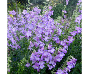 Penstemon Cha Cha Lavender Evergreen Nursery