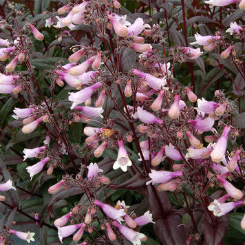 Penstemon 'Dark Towers'