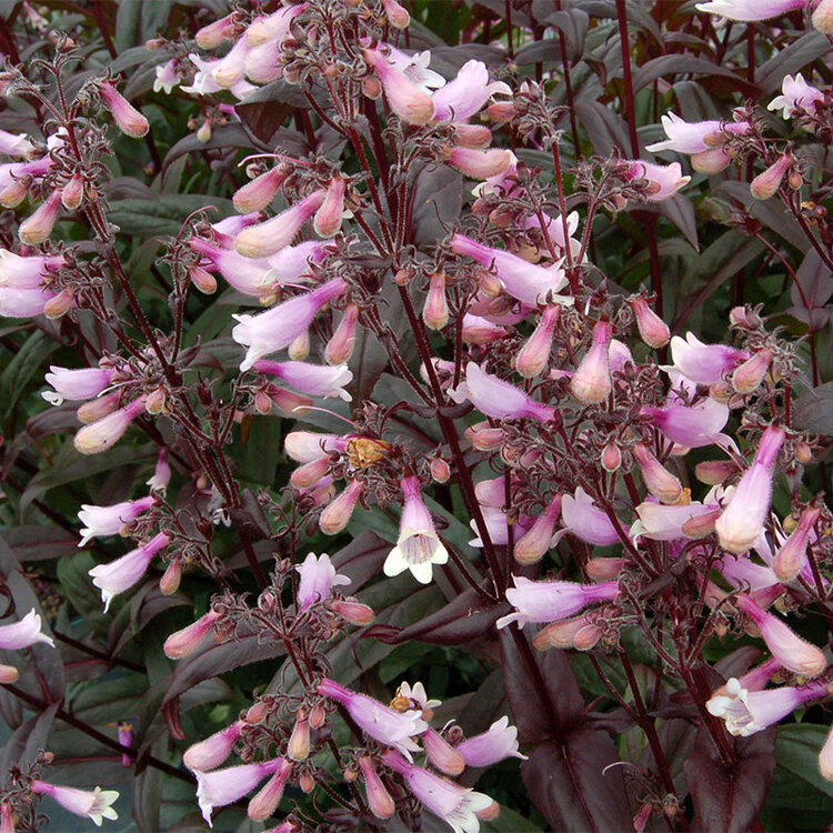 Penstemon 'Dark Towers'