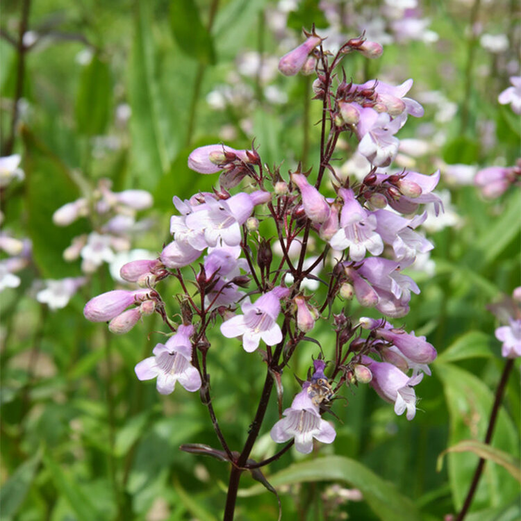 Penstemon 'Dark Towers'