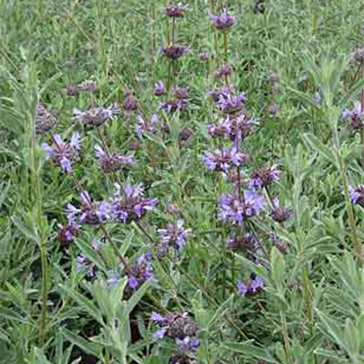 Salvia clevelandii 'Allen Chickering' CalNative