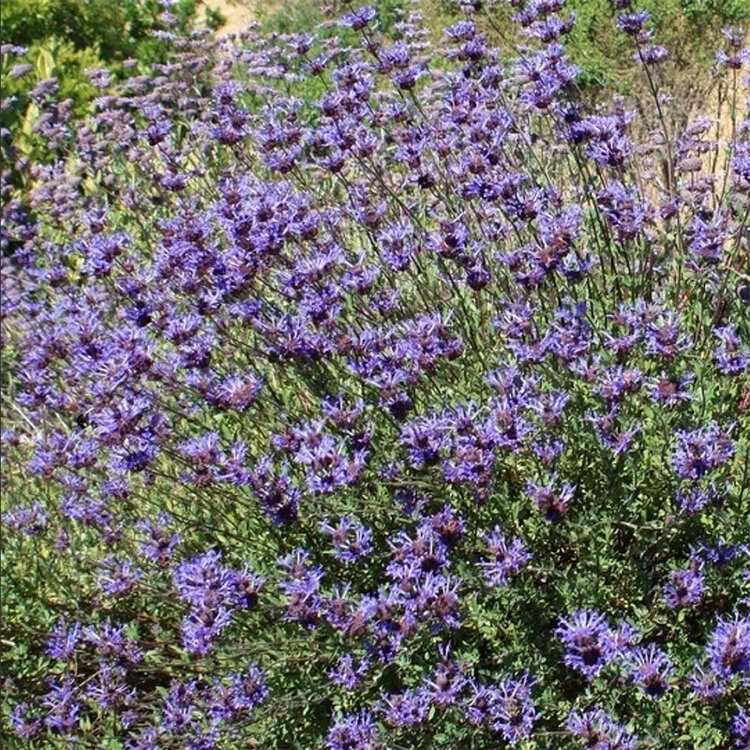 Salvia clevelandii 'Allen Chickering' CalNative