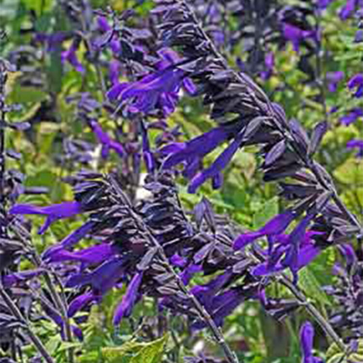 Salvia guaranitica 'Amistad'