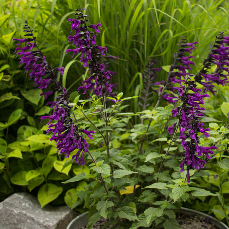 Salvia guaranitica 'Amistad'