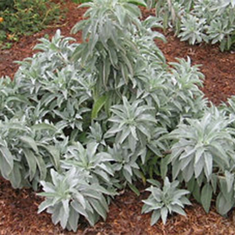 Salvia apiana CalNative