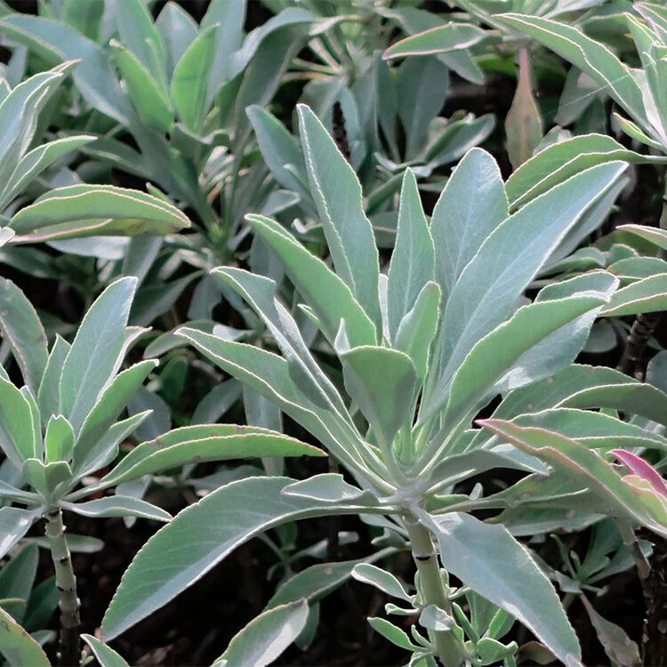 Salvia apiana CalNative