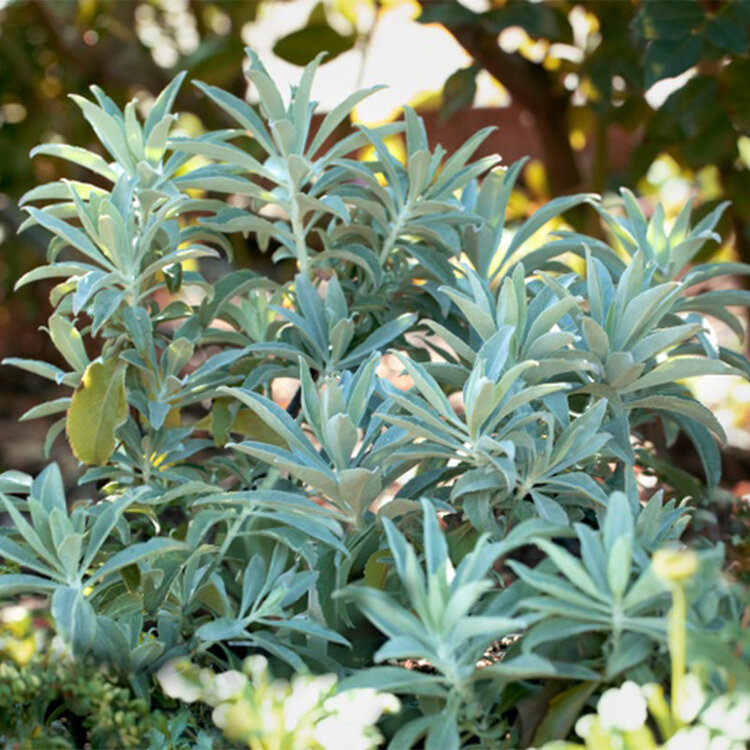 Salvia apiana compacta CalNative