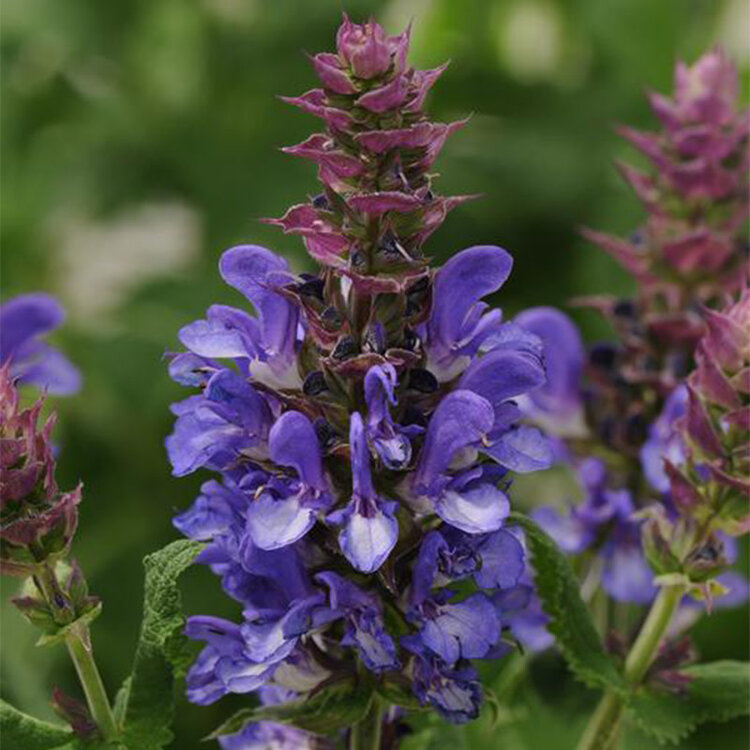 Salvia nemorosa 'Blue Marvel'