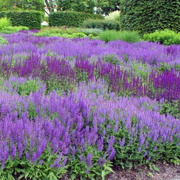 Salvia 'Caradonna'