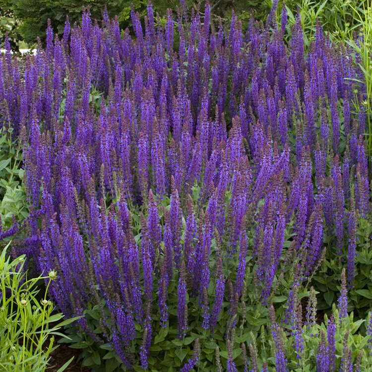 Salvia nemorosa 'East Friesland'