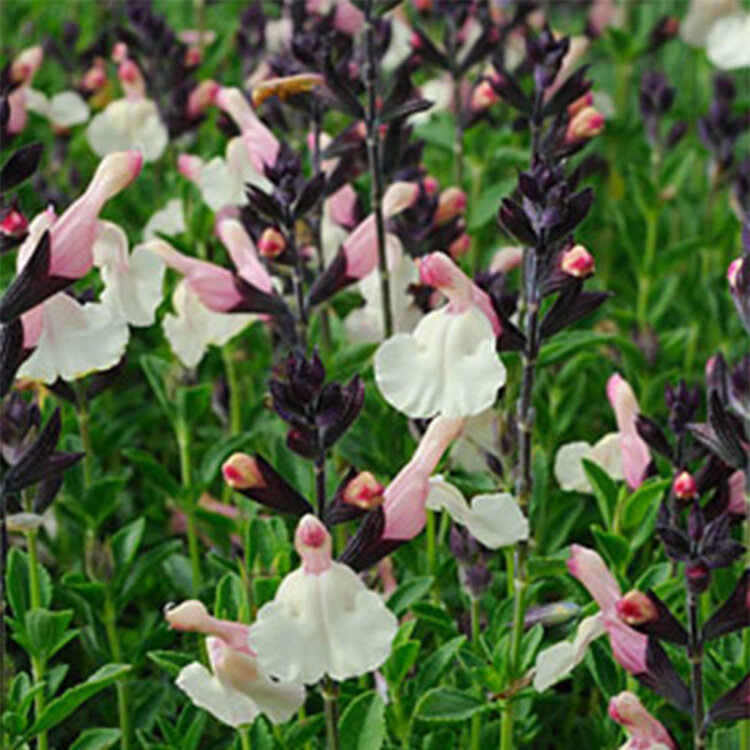 Salvia x jamensis 'Full Moon'