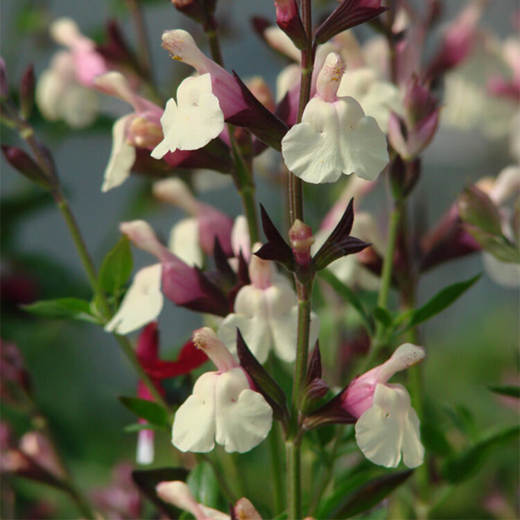 Salvia x jamensis 'Full Moon'