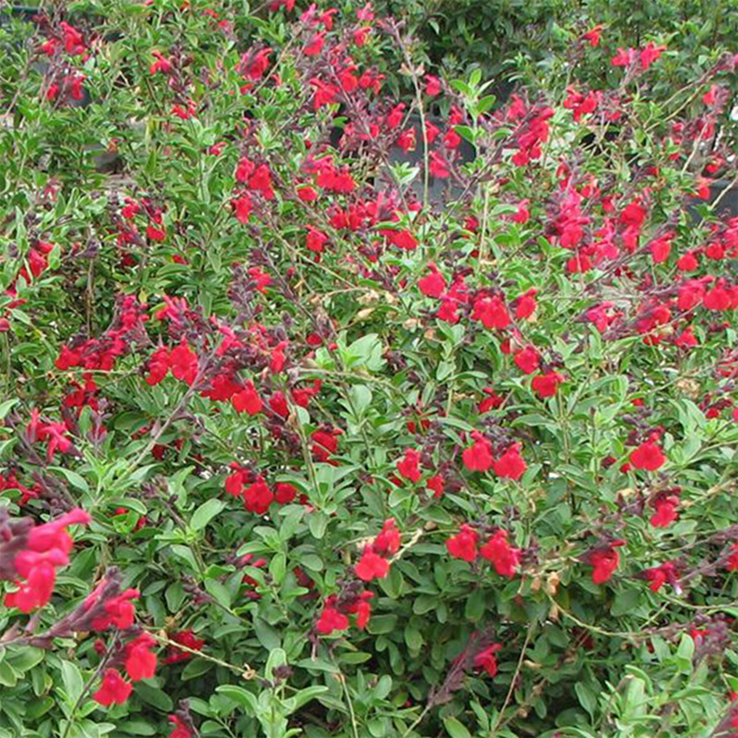 salvia roja greggii