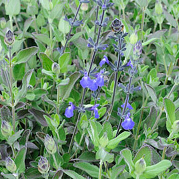 Salvia 'Marine Blue'