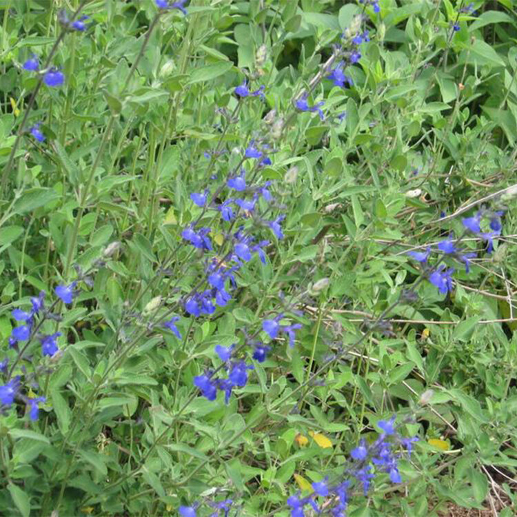 Salvia chamaedryoides 'Marine Blue'