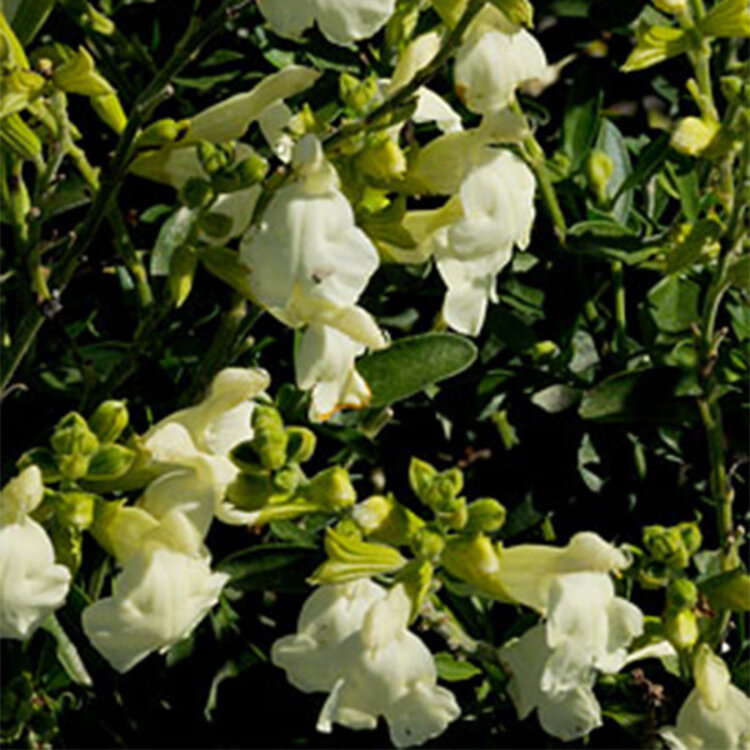 Salvia greggii 'Moonlight'