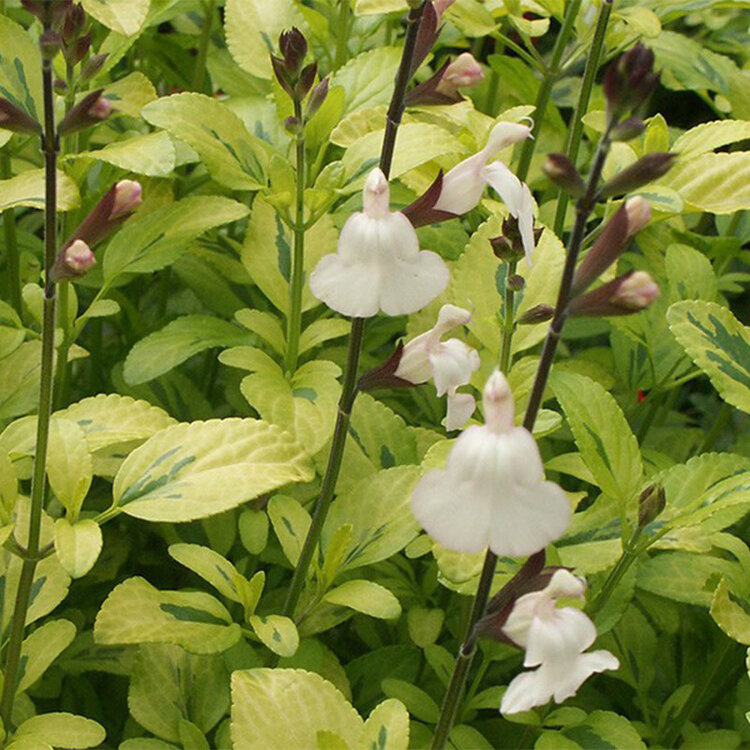 Salvia greggii 'Moonlight'