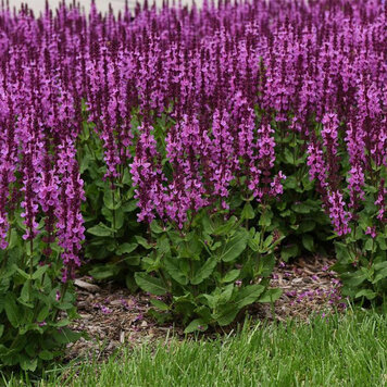 Salvia 'Rose Marvel'