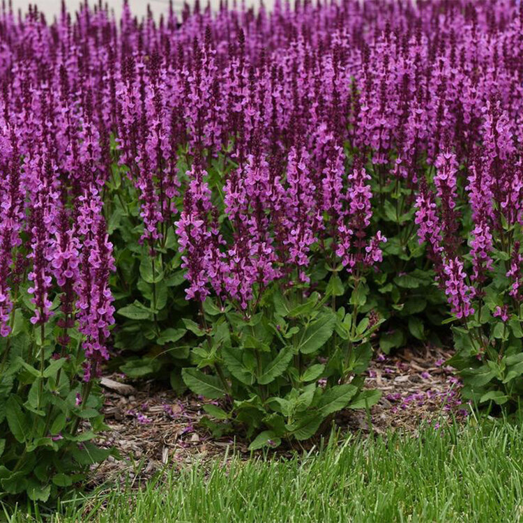 Salvia nemorosa 'Rose Marvel'