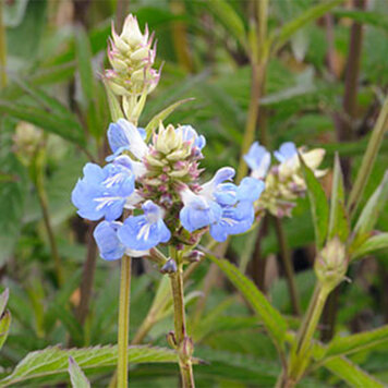 Salvia uliginosa