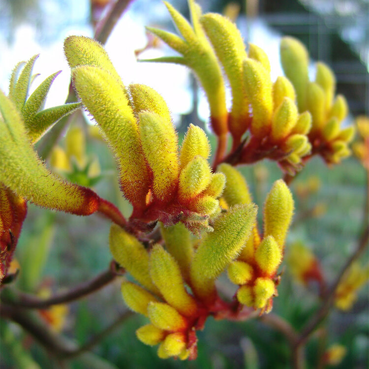 Anigozanthos 'Gold Velvet'