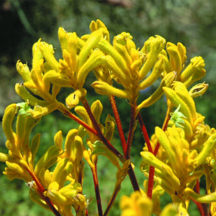 Anigozanthos 'Yellow Gem'