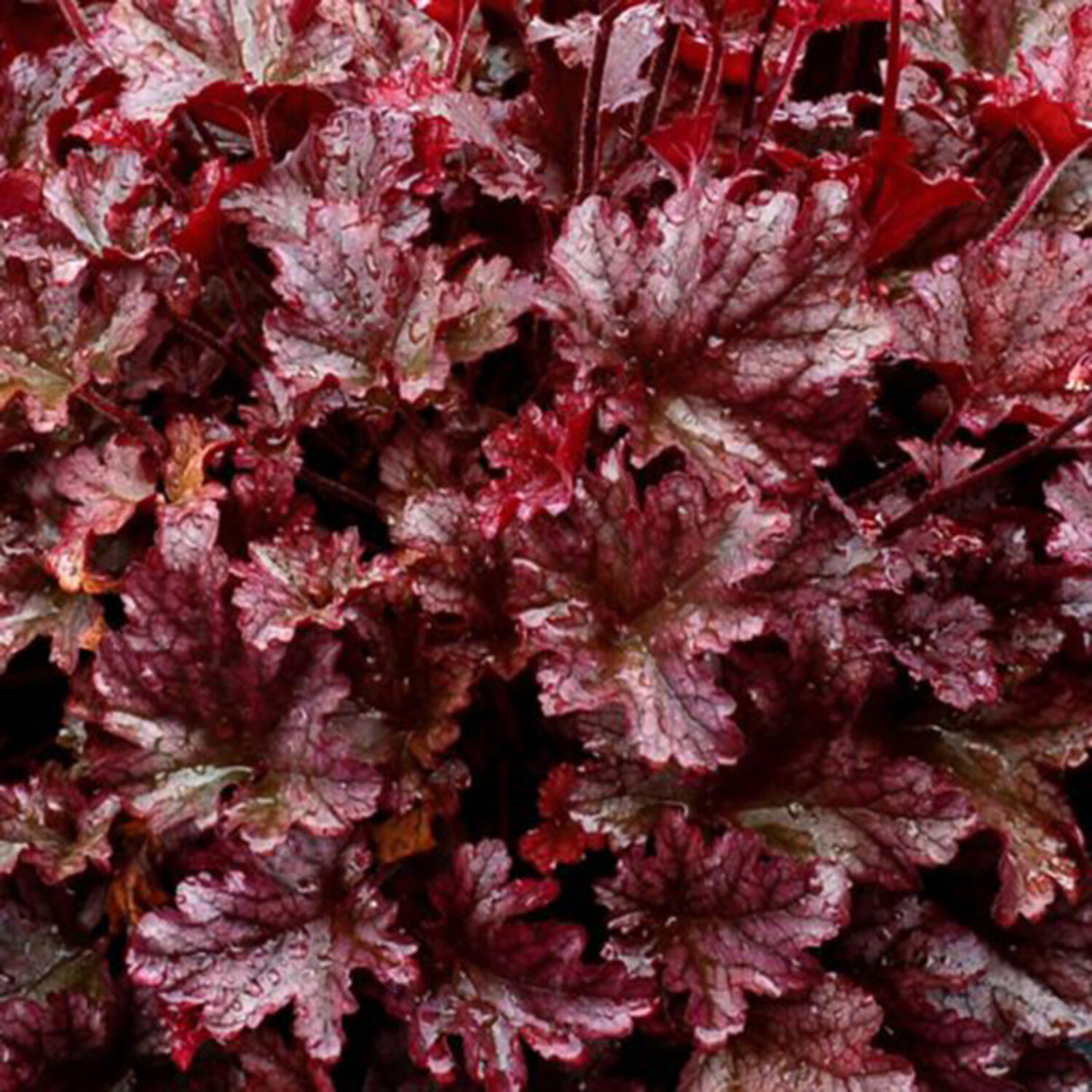 Heuchera 'Berry Marmalade' Evergreen Nursery