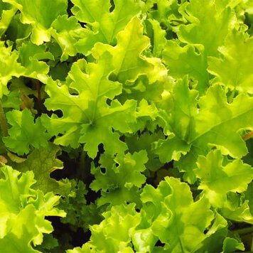 Heuchera 'Lime Marmalade'