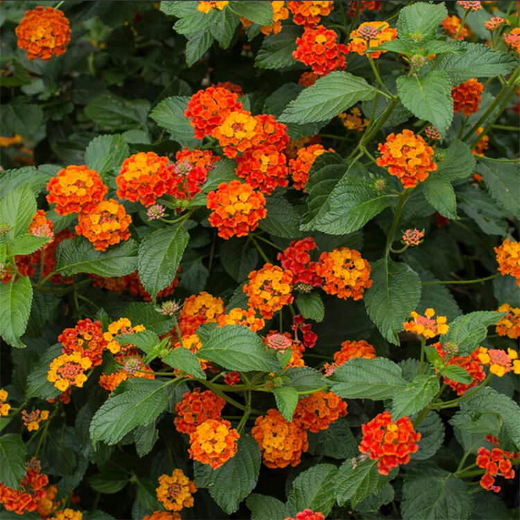 Lantana camara 'Dallas Red'
