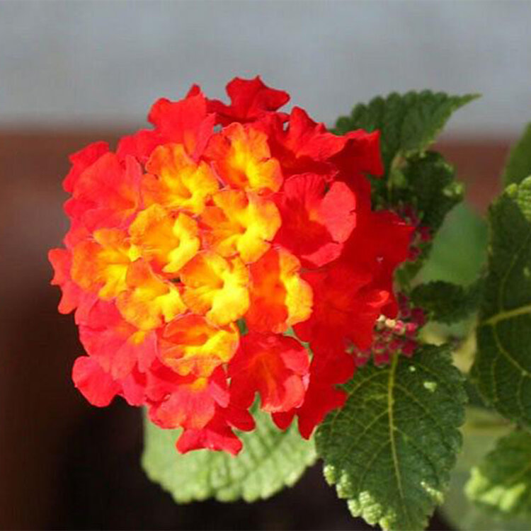 Lantana camara 'Dallas Red'