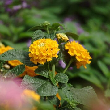 Lantana 'Lucky™ Pot of Gold'