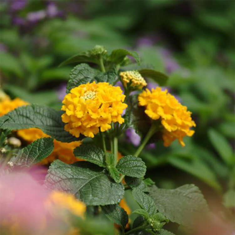 Lantana camara 'Lucky™ Pot of Gold'