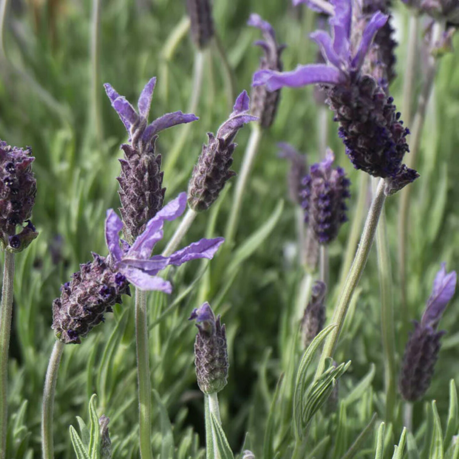 Lavandula stoechas 'Dedication