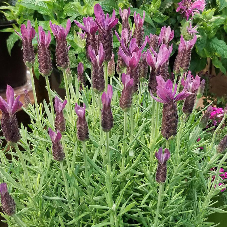 Lavandula stoechas 'Primavera'