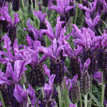 Lavandula 'Voodoo'