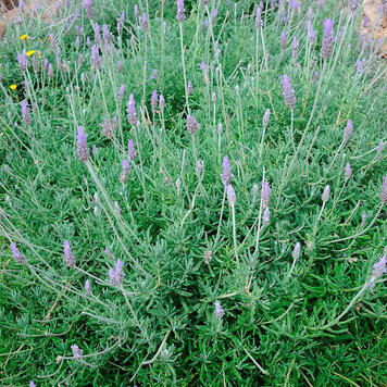 Lavandula 'Sweet Lavender'