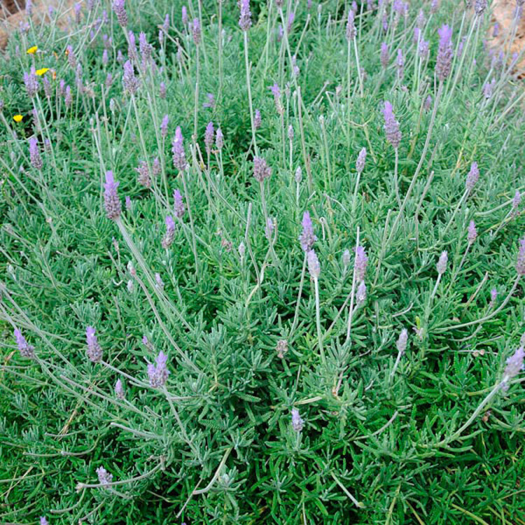Lavandula x heterophylla 'Sweet Lavender'