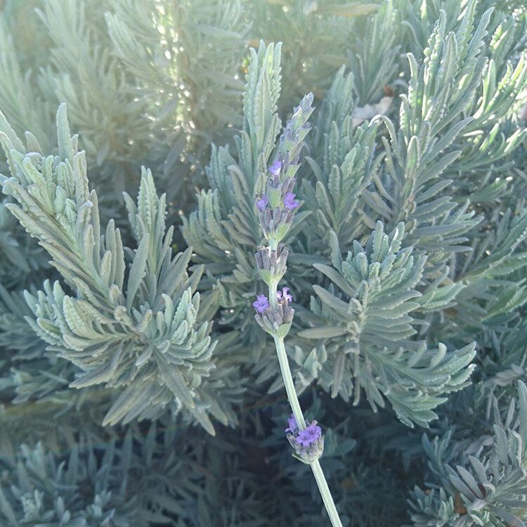 Lavandula x heterophylla 'Sweet Lavender'