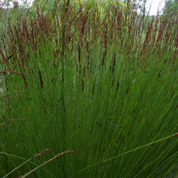 Chondropetalum tectorum