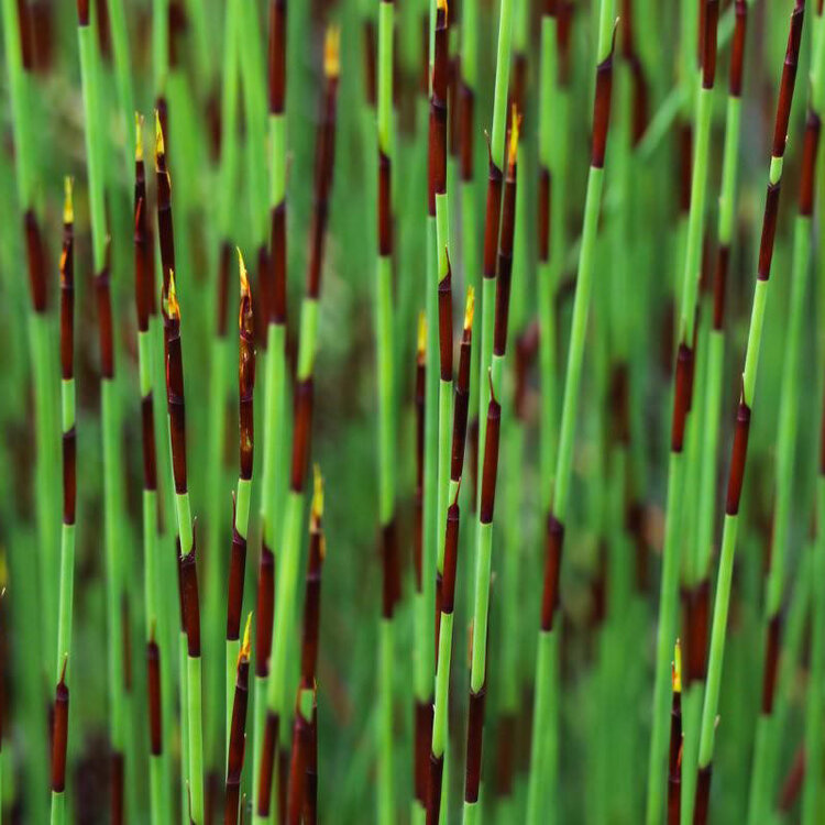 Chondropetalum tectorum