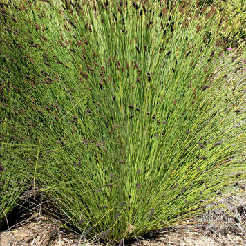 Chondropetalum tectorum Small Stem Form