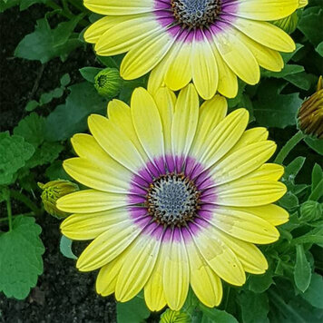 Osteospermum ecklonis 'Blue Eyed Beauty'