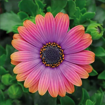 Osteospermum ecklonis 'Zion™ Copper Amethyst'